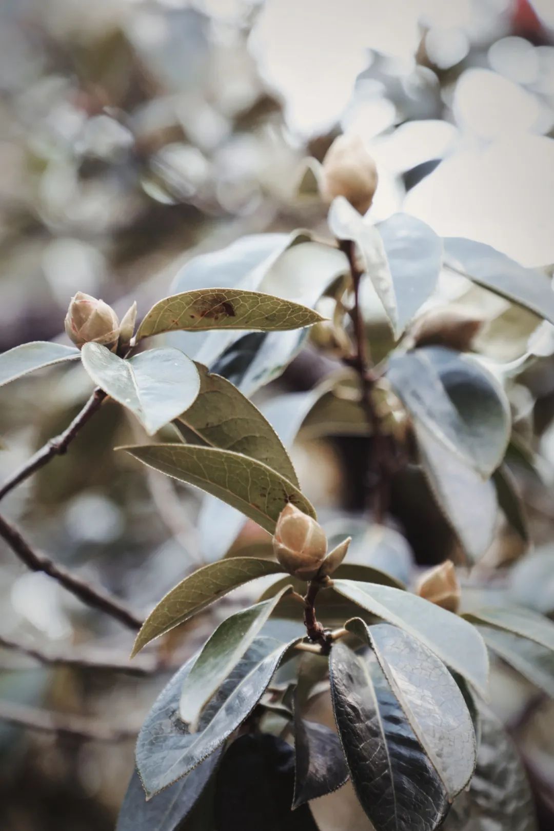 玉峰寺茶花,昆明金殿看茶花