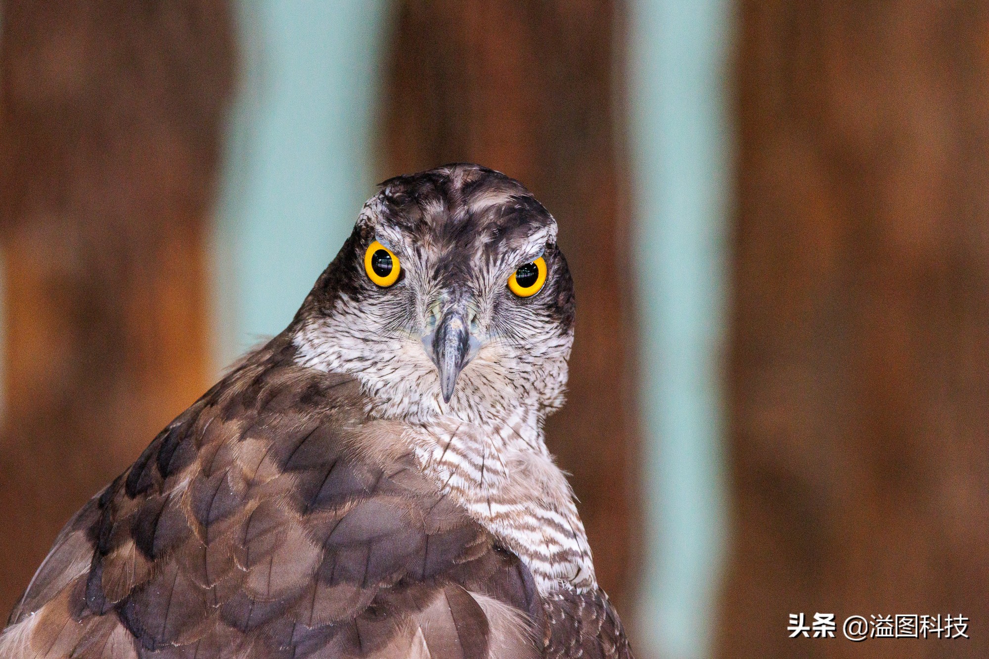 eosr7微单详细测评,佳能r7这款相机真的是值得买吗