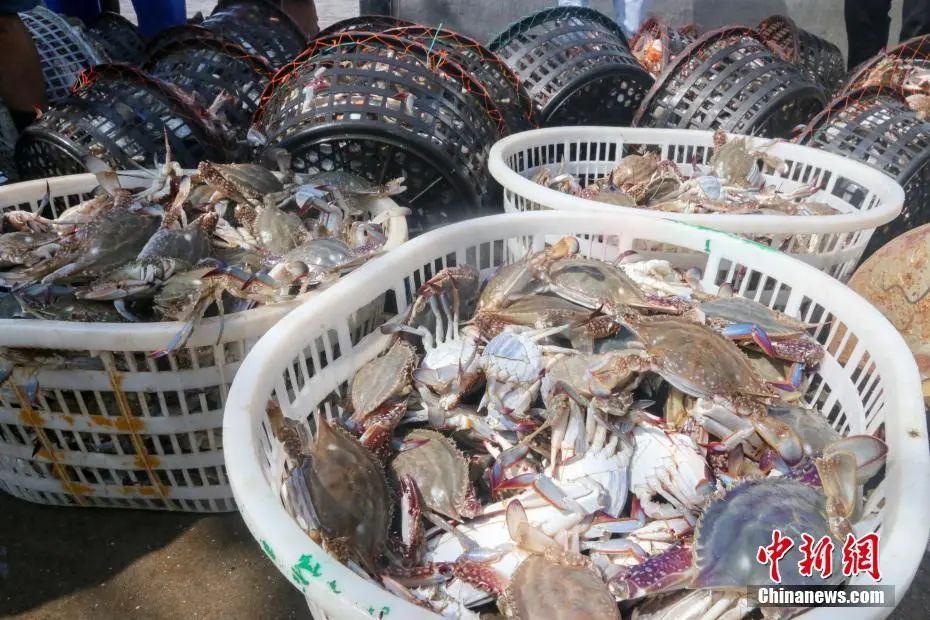 大闸蟹攻略带你品味大闸蟹,哪里大闸蟹可以媲美阳澄湖大闸蟹