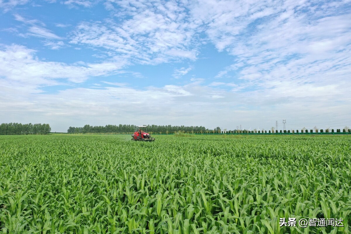 分析纯磷酸二氢钾使用注意事项,磷酸二氢钾控旺浓度多少合适