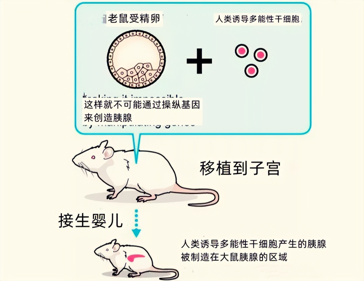 人类动物能混血吗,人类真的能杂交吗