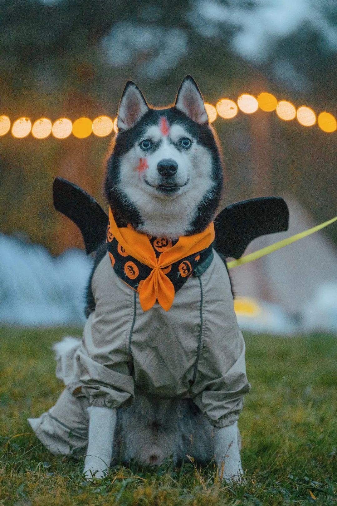 萌宠万圣狂欢夜,萌宠露营云龙区