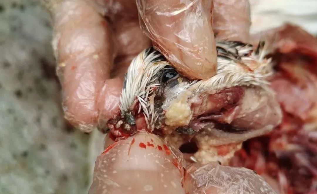 毛滴虫对鸽子的危害,鸽子毛滴虫如何清理