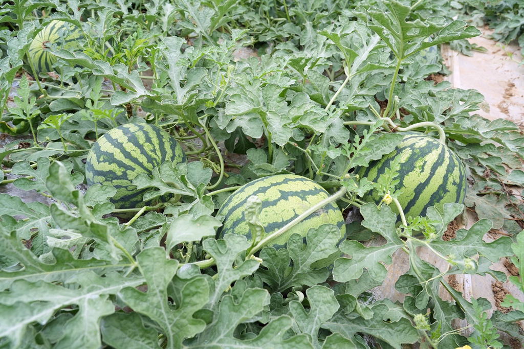 500亩西瓜成了村民的致富瓜,西瓜变身乡村振兴致富果