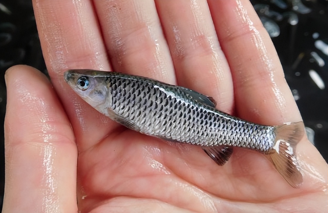 农村小杂鱼大全,农村5种不起眼的小杂鱼