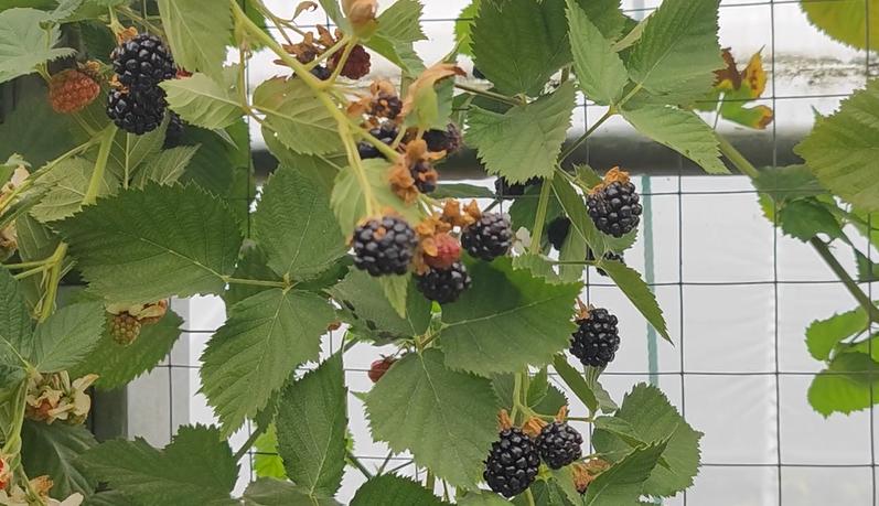 黑树莓果营养价值,野生黑树莓的栽培技术