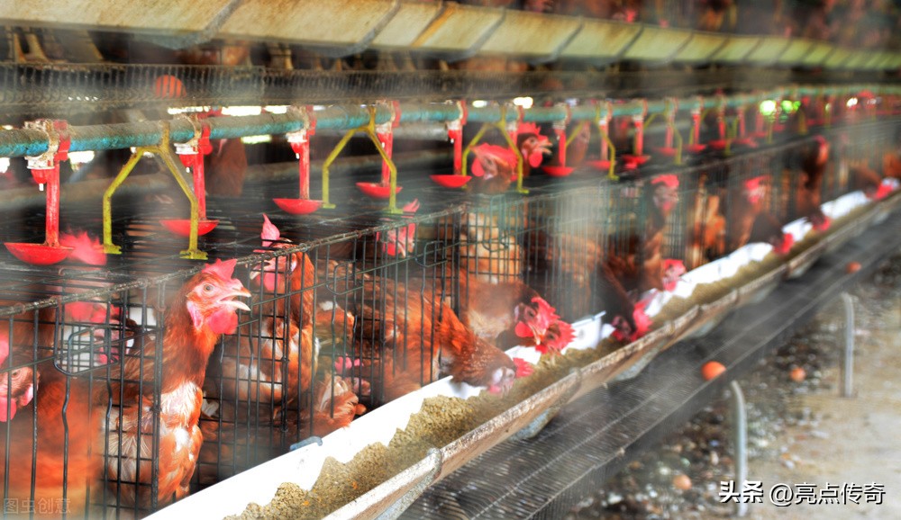 鸡霉菌性肠炎是什么引起的,蛋鸡霉菌引起的肠毒怎么治