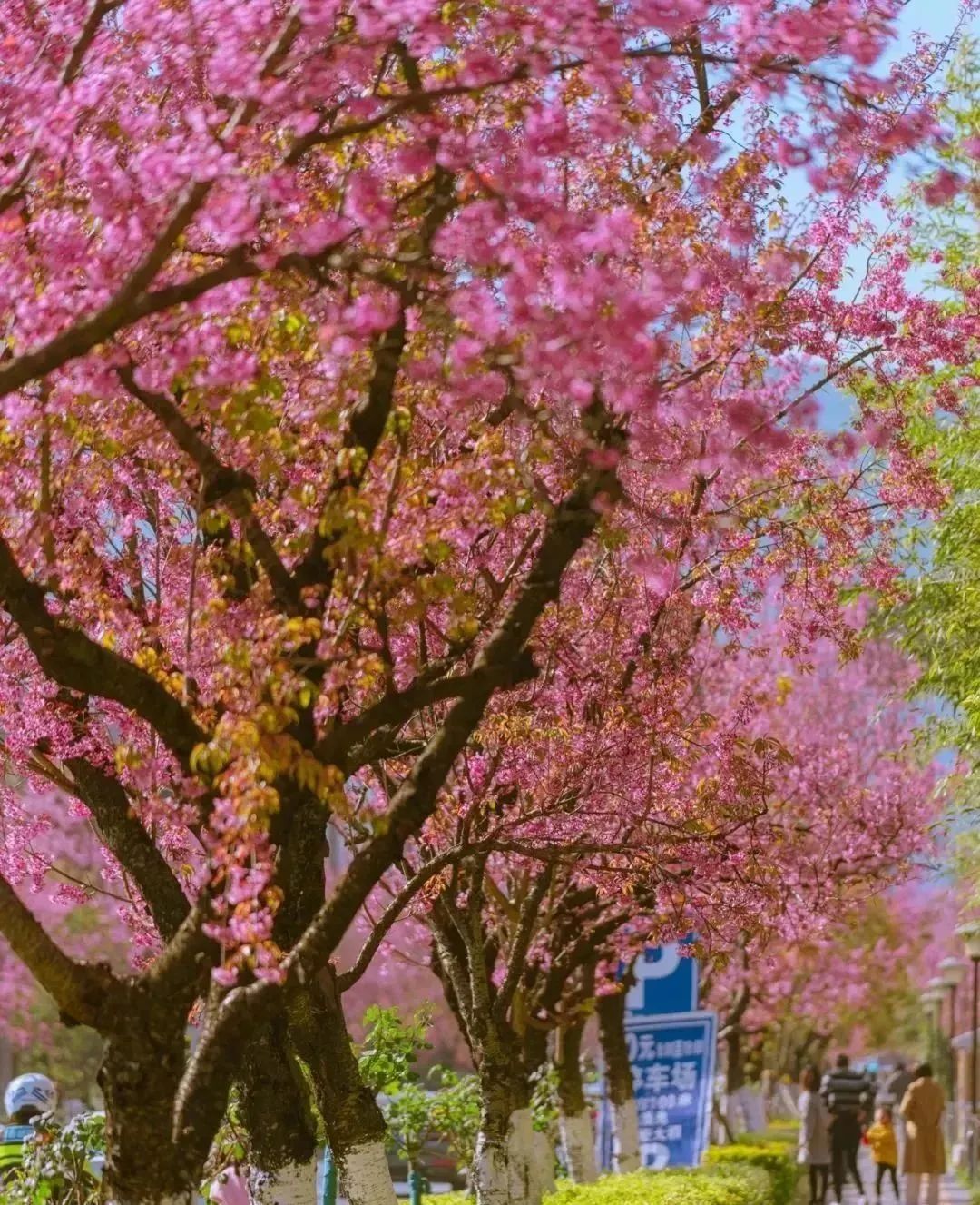 开了！开了！昆明陷入樱花海，粉色海洋铺天盖来袭