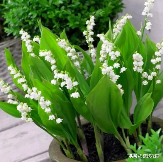 好养的花铃兰花 (什么样的铃兰花最好养)