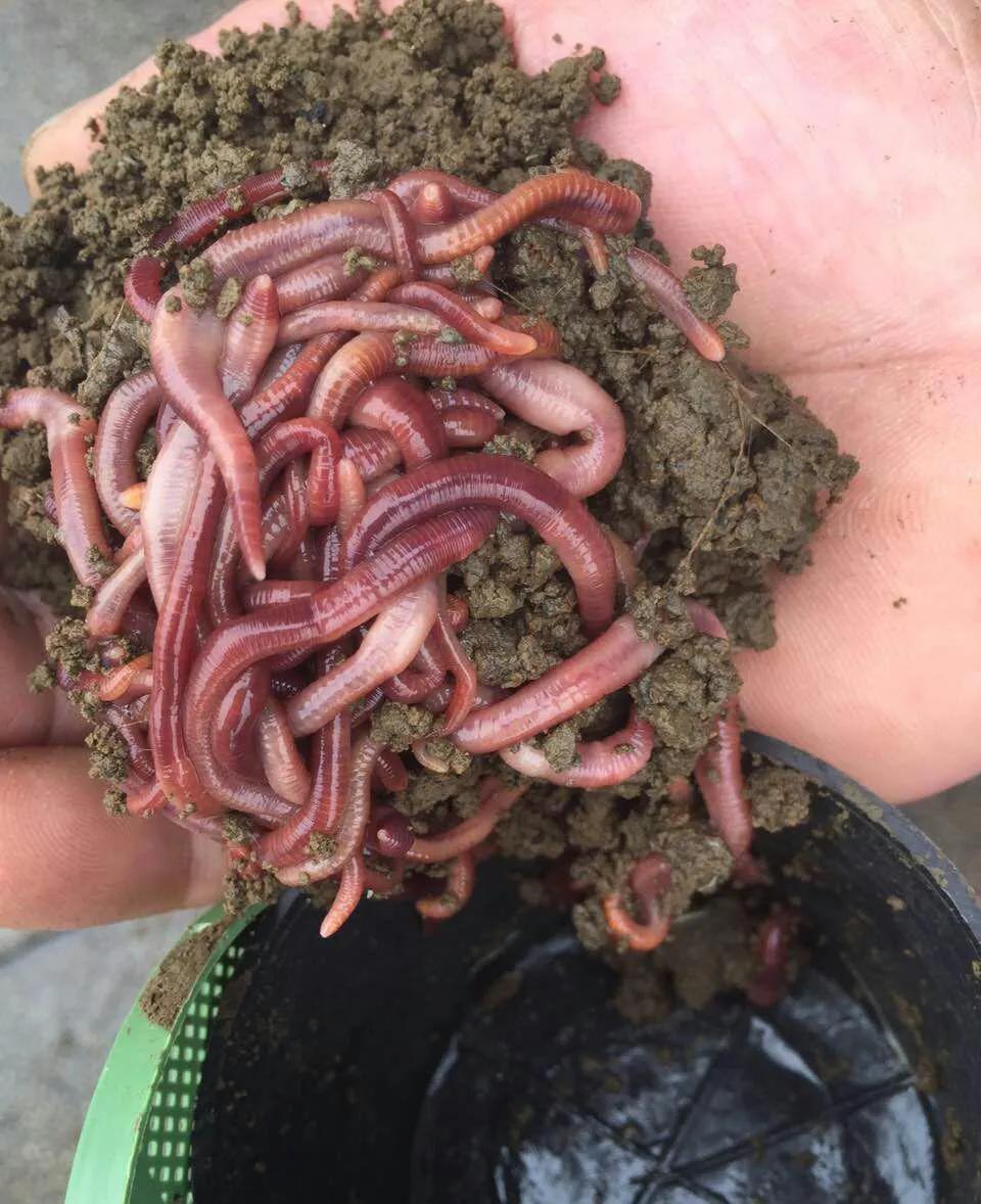 可以作为鱼饵的动植物有哪些,什么样的藻类植物可以做鱼饵