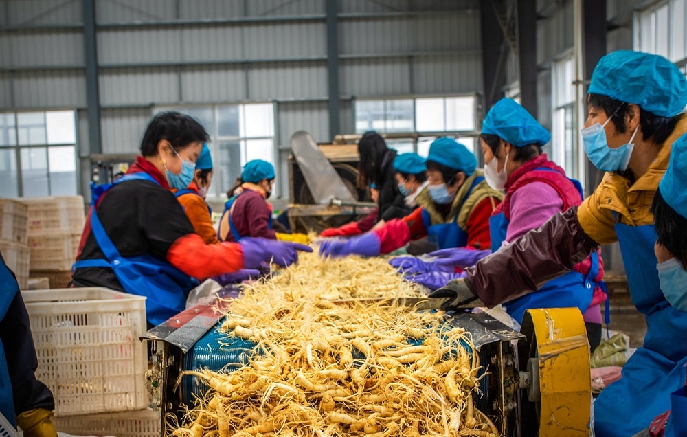 进口正品西洋参500克多少钱,进口西洋参与国产参的差别