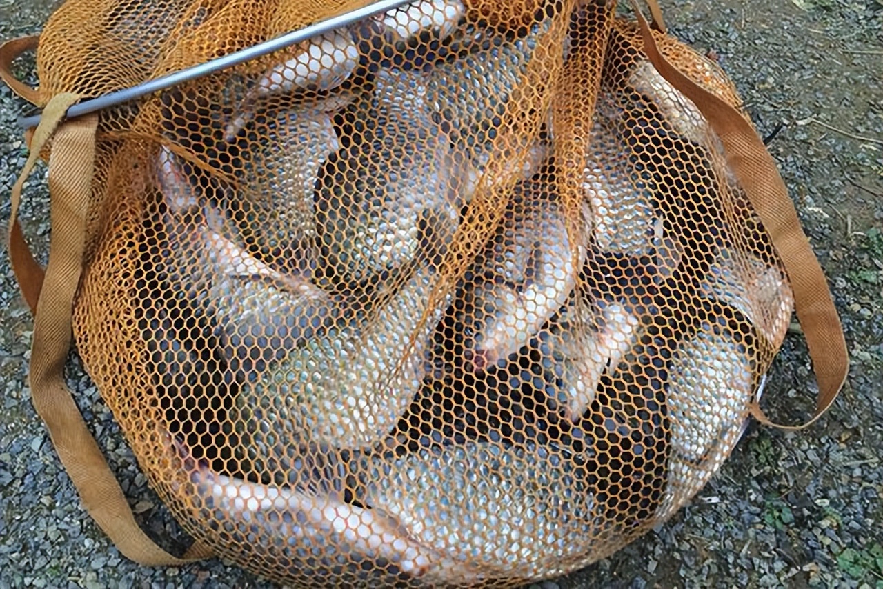 不是鱼难钓而是你太倔强,怎样做鱼窝料才能钓到鱼