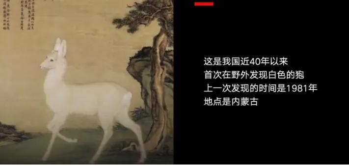 内蒙古罕见的白狼,内蒙古白狍子