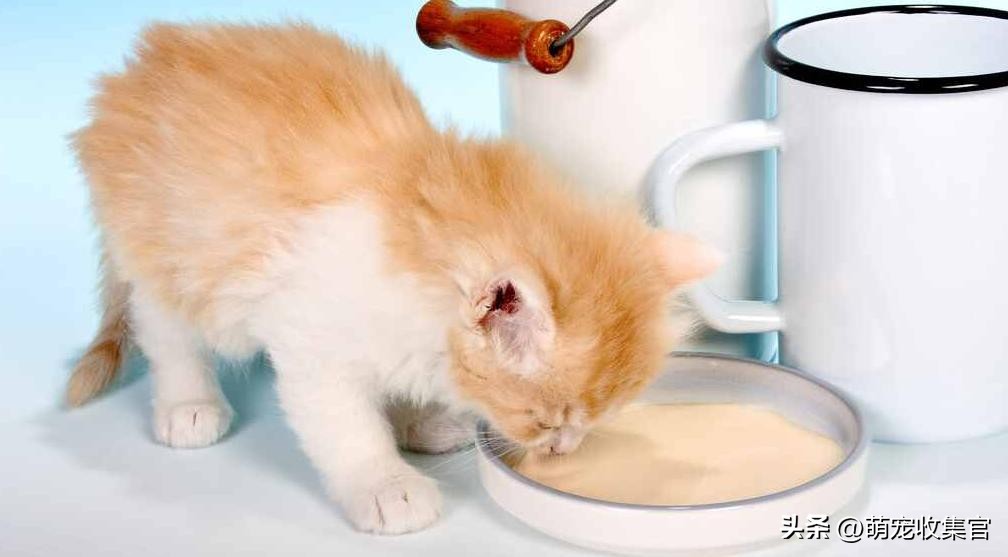 猫咪指甲劈裂是什么原因,猫咪指甲裂了一半怎么处理