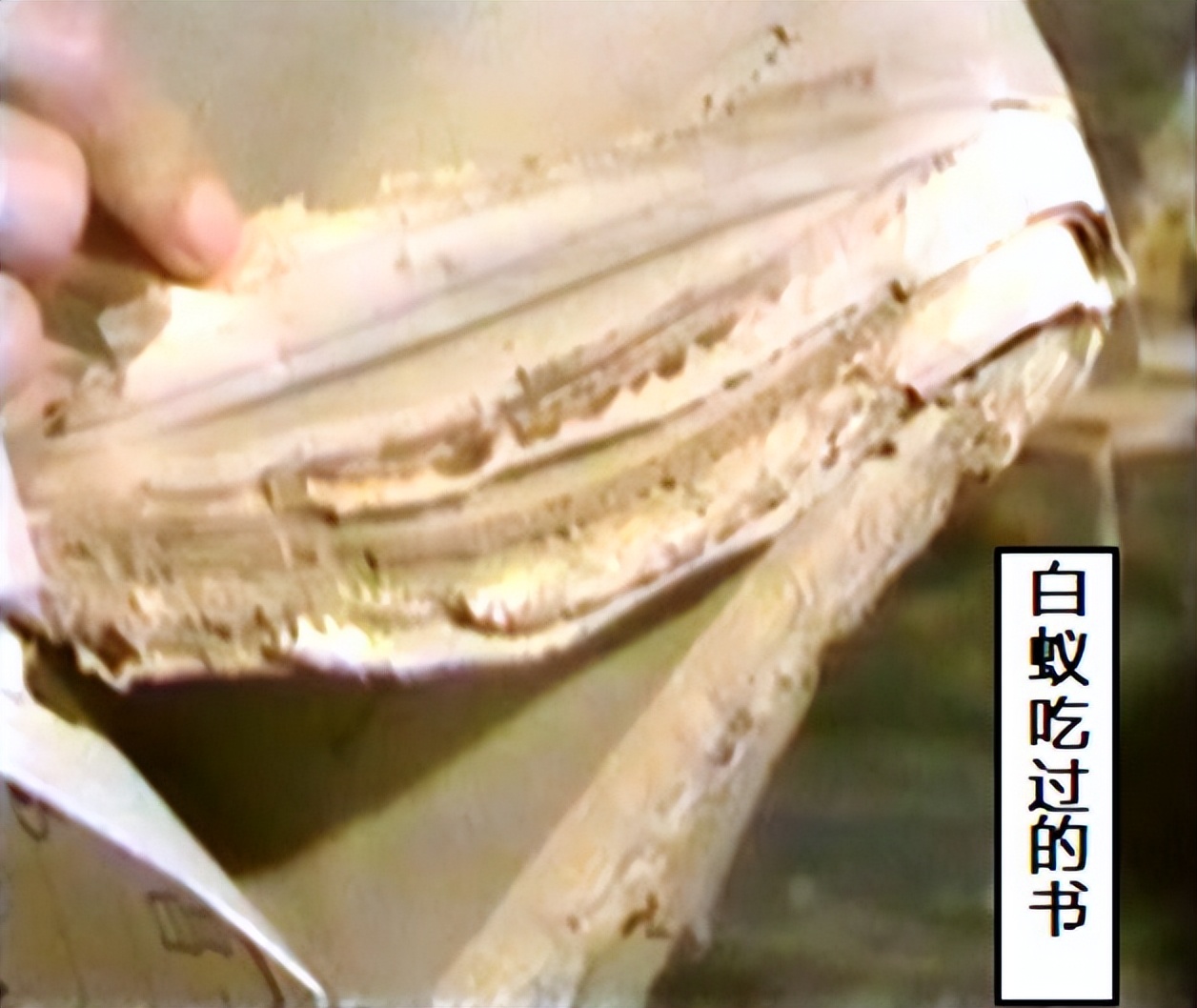 书籍上有虫子怎么办,书籍中的虫子是什么