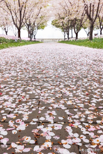 落英缤纷草书欣赏,落英缤纷美句简短