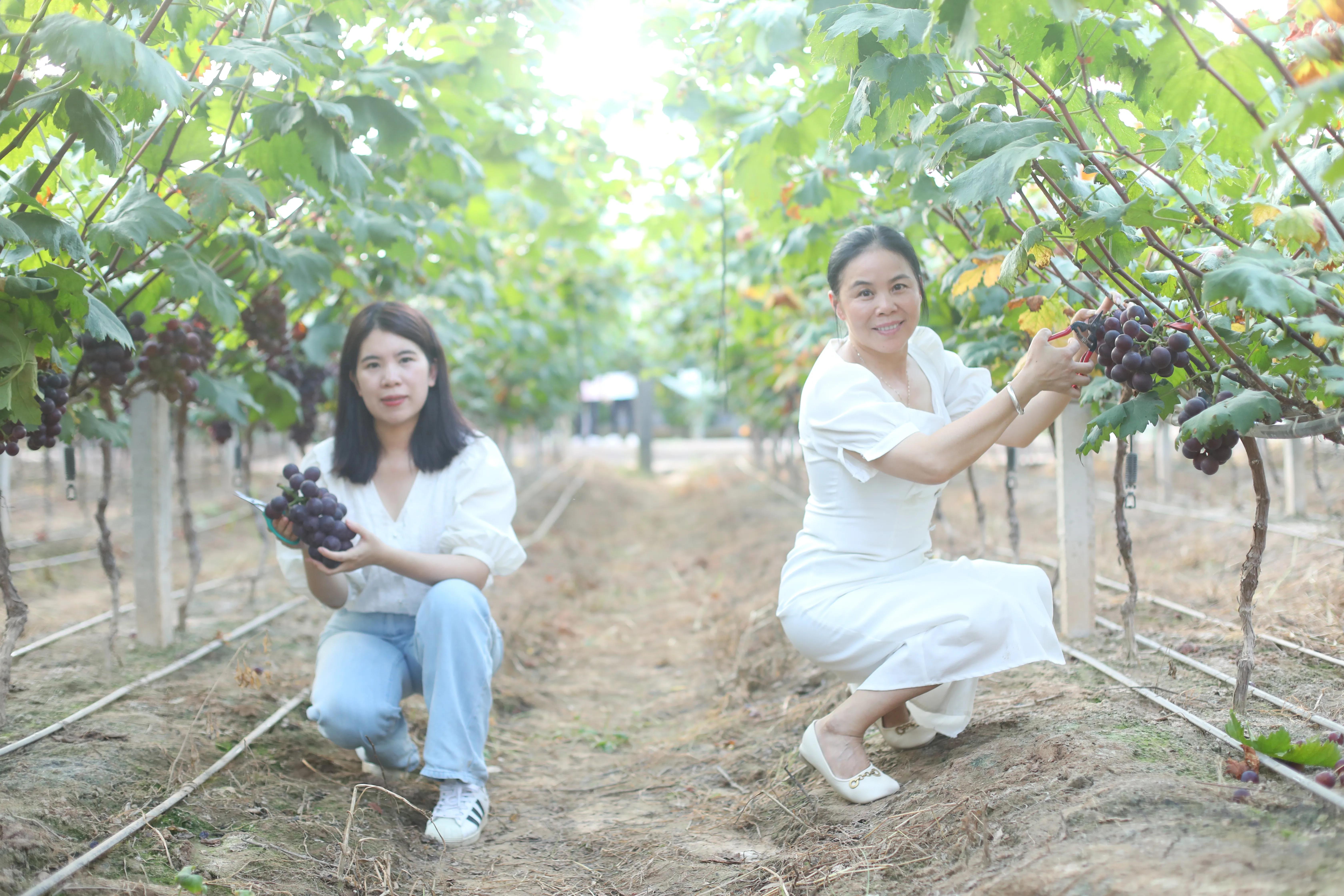 澶忔棩閲囨憳鏃呮父,澶忓ぉ閲囨憳娓哥帺