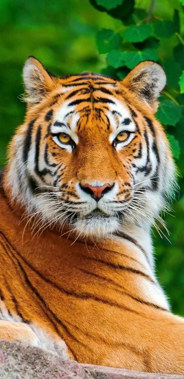 戏说老虎图文杂汇