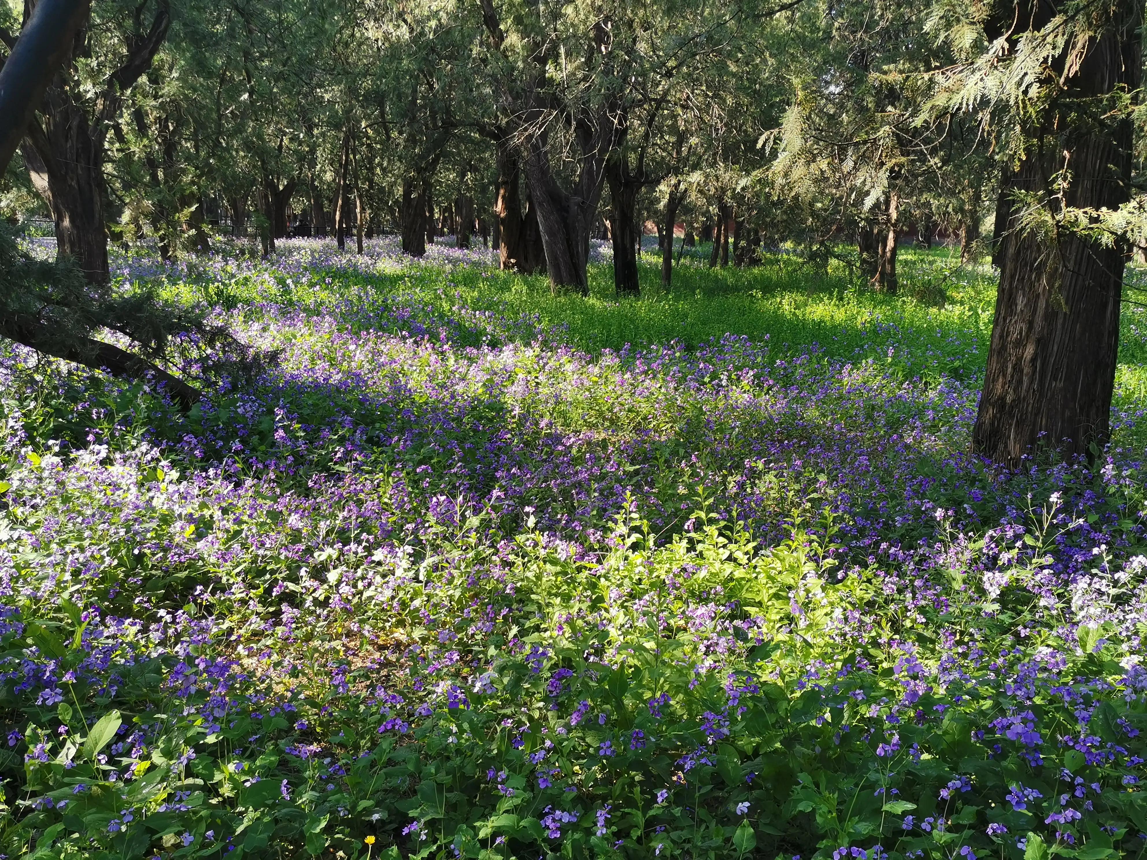 逛天坛需要多长时间,天坛游玩攻略及美食