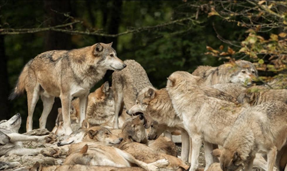 狼群只有狼王才能生后代吗,狼群中只有狼王有交配权吗