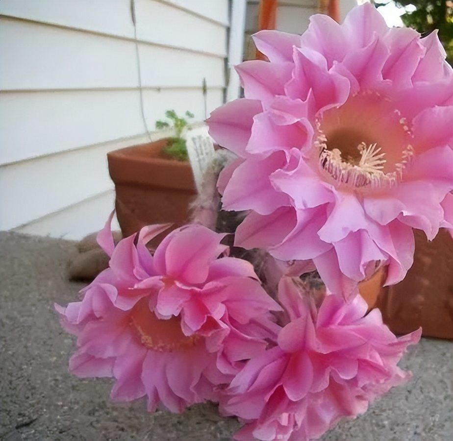 200种·仙人球开花图鉴，大开眼界，美到爆