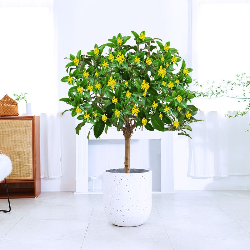 客厅有树对风水有何影响,客厅树木风水布局