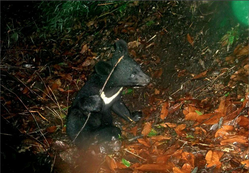 被黑熊袭击为什么这么严重,男子家中遭黑熊袭击徒手击退黑熊