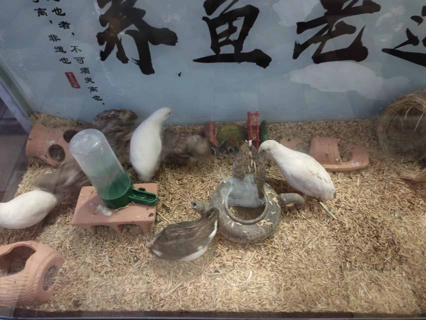 网上买观赏鱼用品,网上买观赏鱼需要处理吗