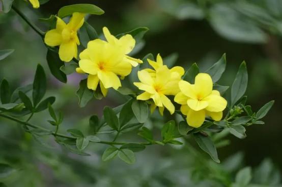 百花种类大全,百花的种类有哪些