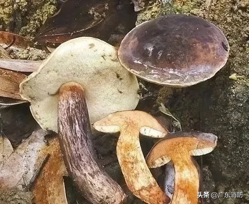 在深山老林捡菌子,夫妻深山捡菌子
