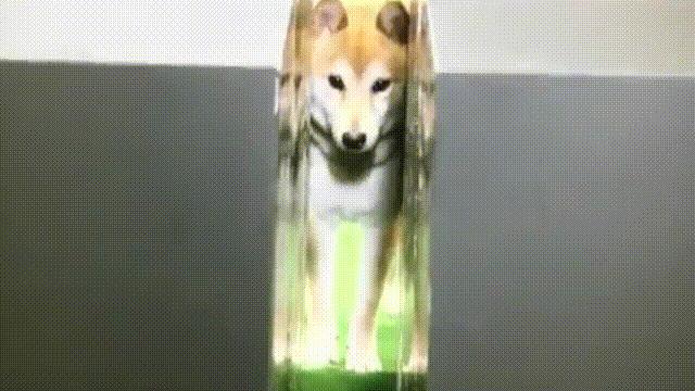 液体猫是真的吗,为什么都说猫咪是液体猫