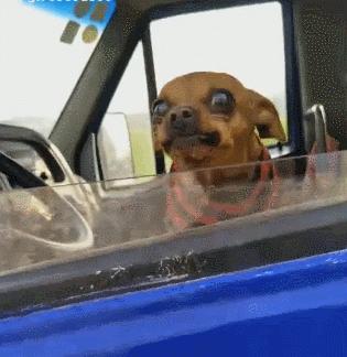 为什么大多数人都讨厌吉娃娃,为什么有的人讨厌吉娃娃