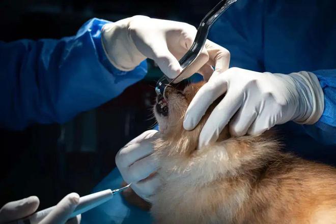 带薪撸猫遛狗,带薪撸猫日常