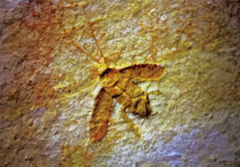 为什么蟑螂死了周边好多小蟑螂,为什么蟑螂会被称为杀不死的小强