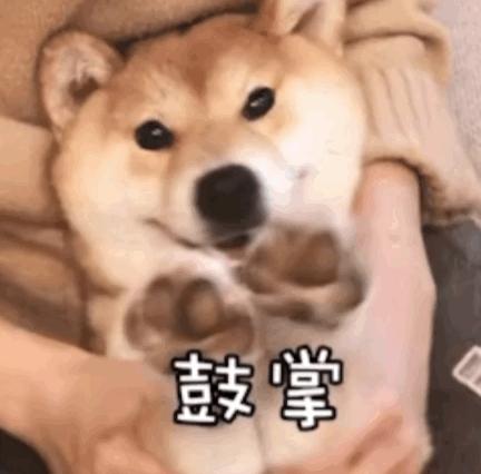 狗狗的常见病和处理方法,狗狗常见病用药配方