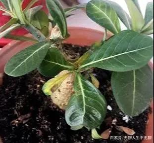 沙漠玫瑰软腐病有救吗,沙漠玫瑰得了软腐病怎么办