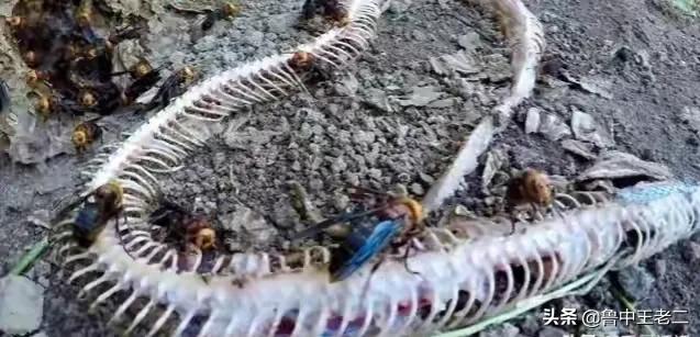 虎头蜂泛滥,欧洲虎头蜂