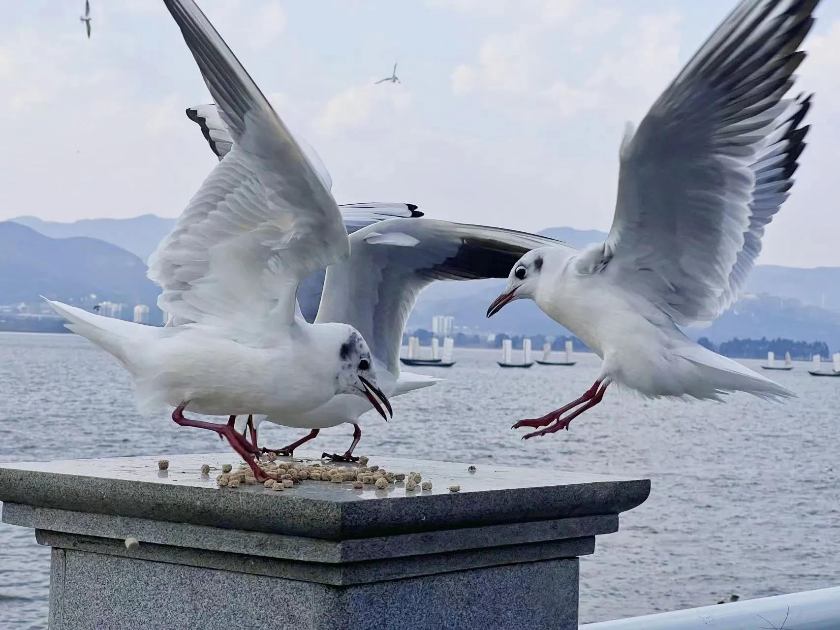 西双版纳10日行——走遍春夏秋冬，总会有人四季等你。