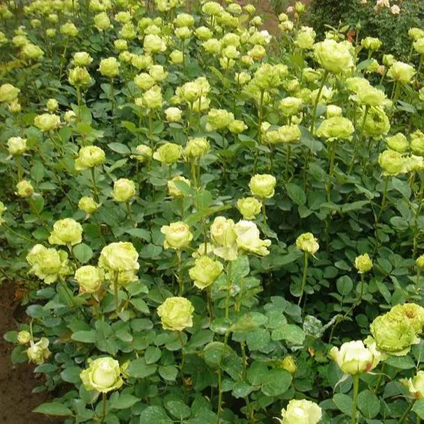 月季美图100张,月季花唯美高清图片大全