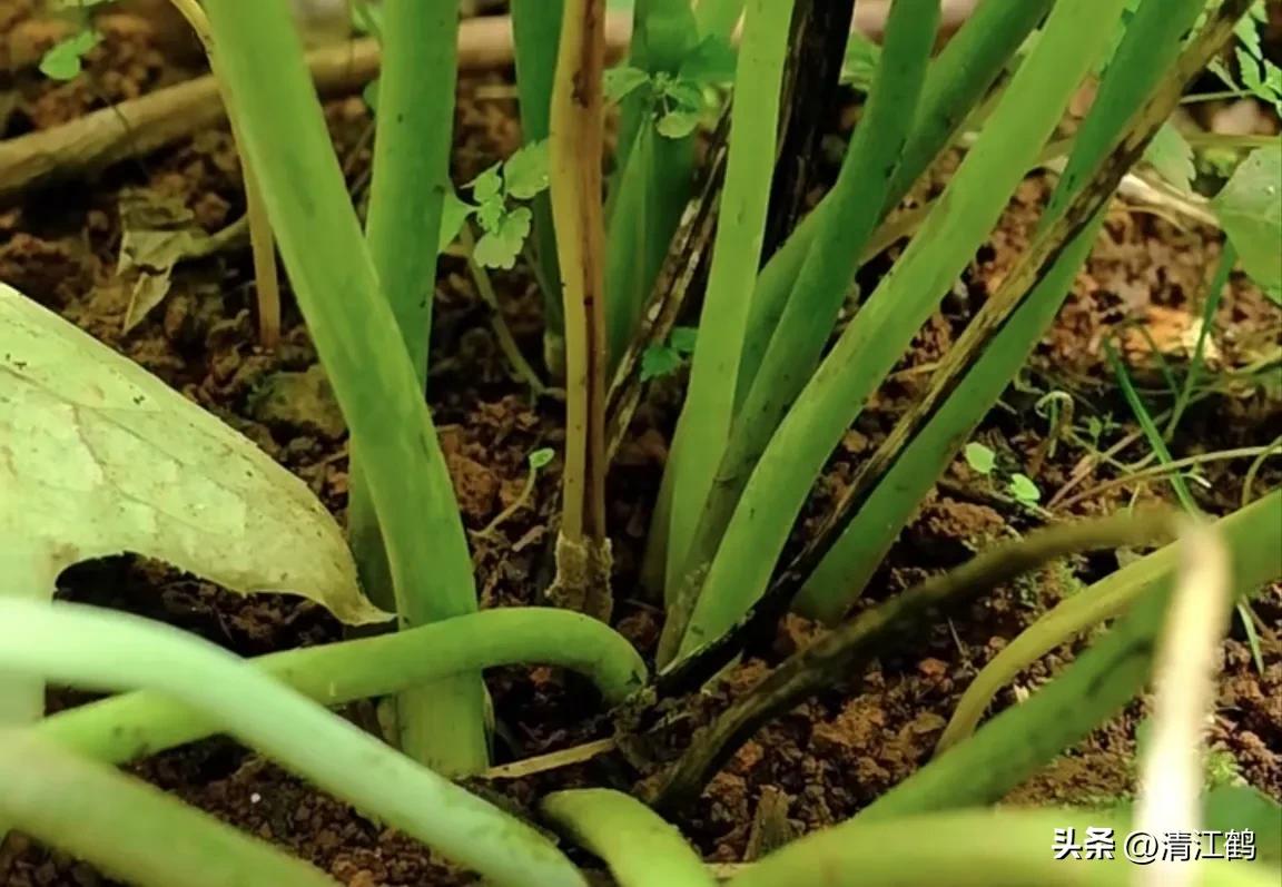 人称“江边一碗水”，荒野3月开紫花，细读栽培“5措施”秒懂种植