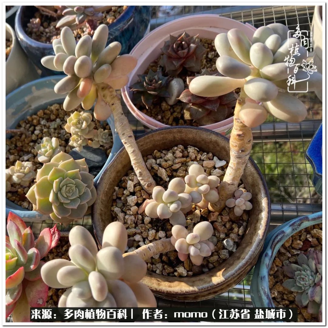 露养一个月的多肉图片,露养多肉春天外面过夜么