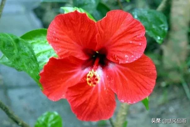 九十九朵美丽的国花送给你