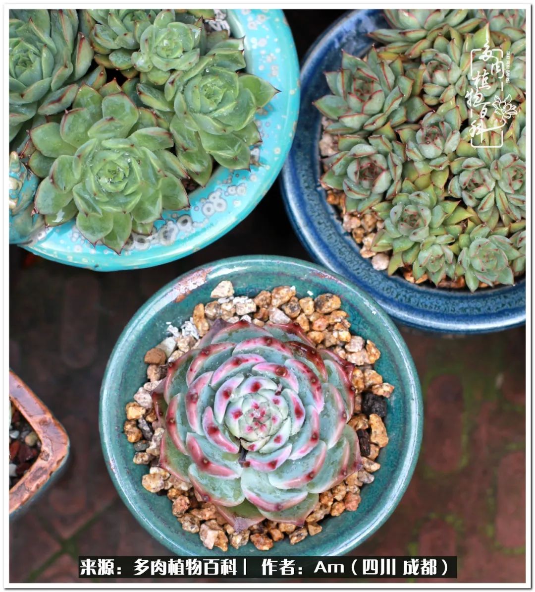 多肉小盆友生活多姿多彩,多肉小精灵福享不停