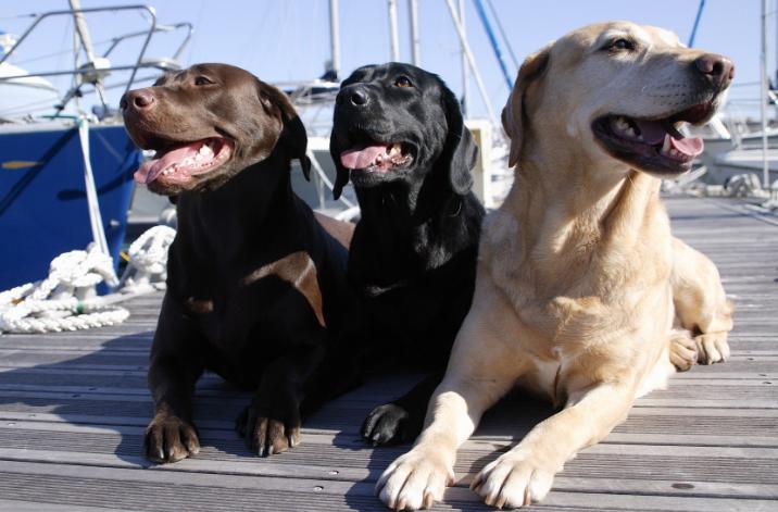 防止狗狗脱毛最好的方法,狗狗脱毛一般在什么时候