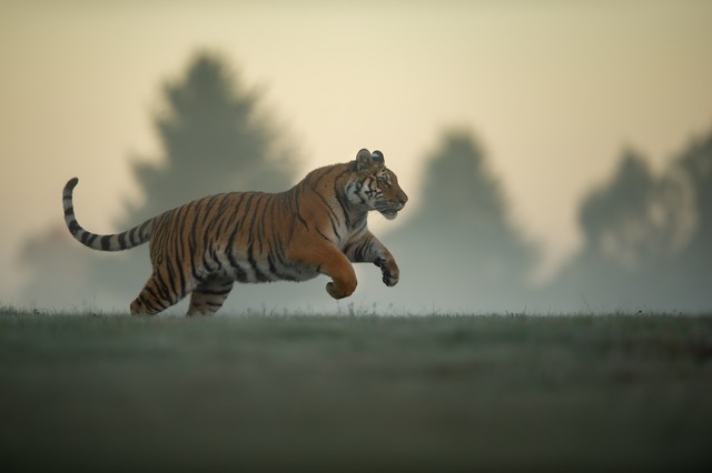 生肖鼠与生肖虎合得来吗,属鼠和属虎的哪个属相强