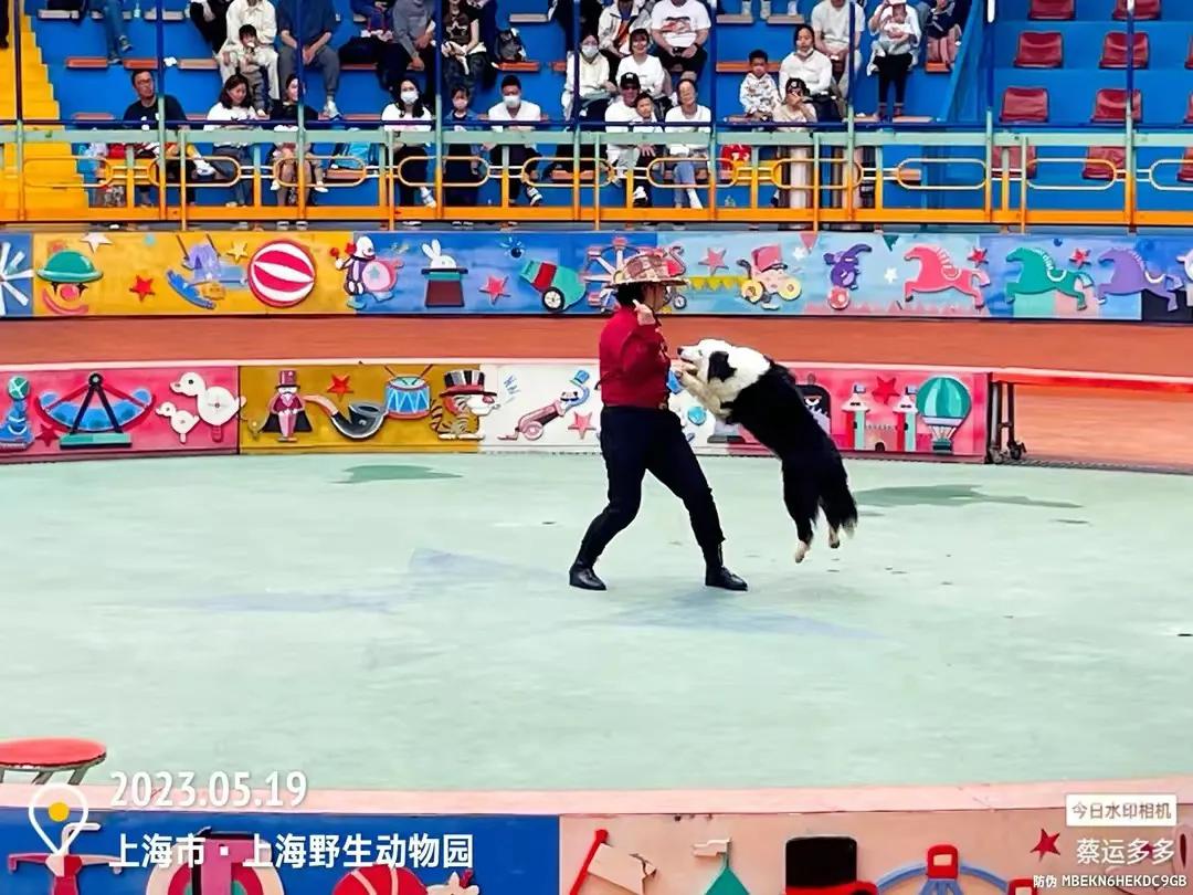 上海野生动物园和上海动物园,上海野生动物园过年营业时间