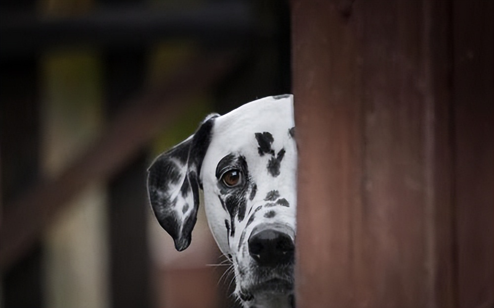 狗狗意外获得超能力从此走向巅峰,狗狗意外获得五环拥有了超能力