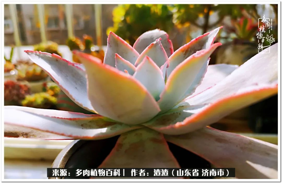 一个并不优秀的90后,何以解忧唯有多肉下一句