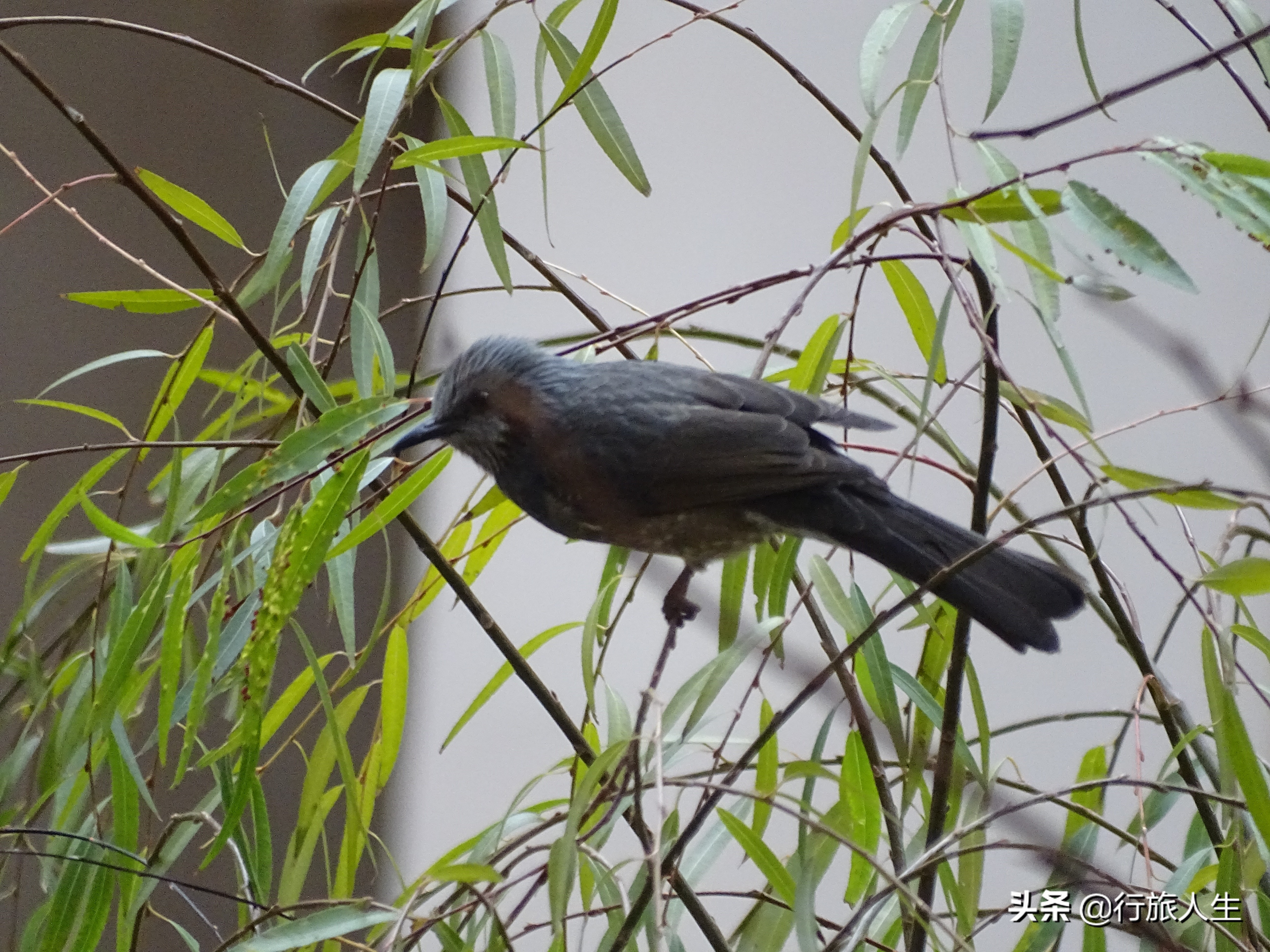 冬日的鸟儿文案,冬日鸟儿在树上图片