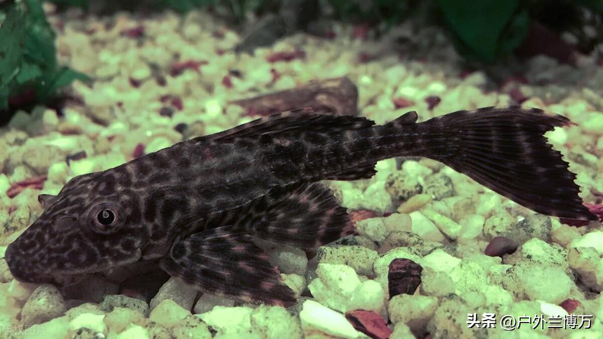 中国最惨的十种入侵物种鱼,中国最凶猛的四种鱼